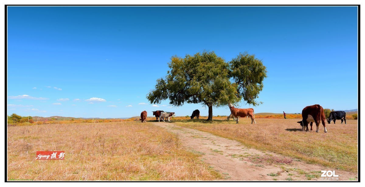 不同时期拍摄的——马、牛、羊