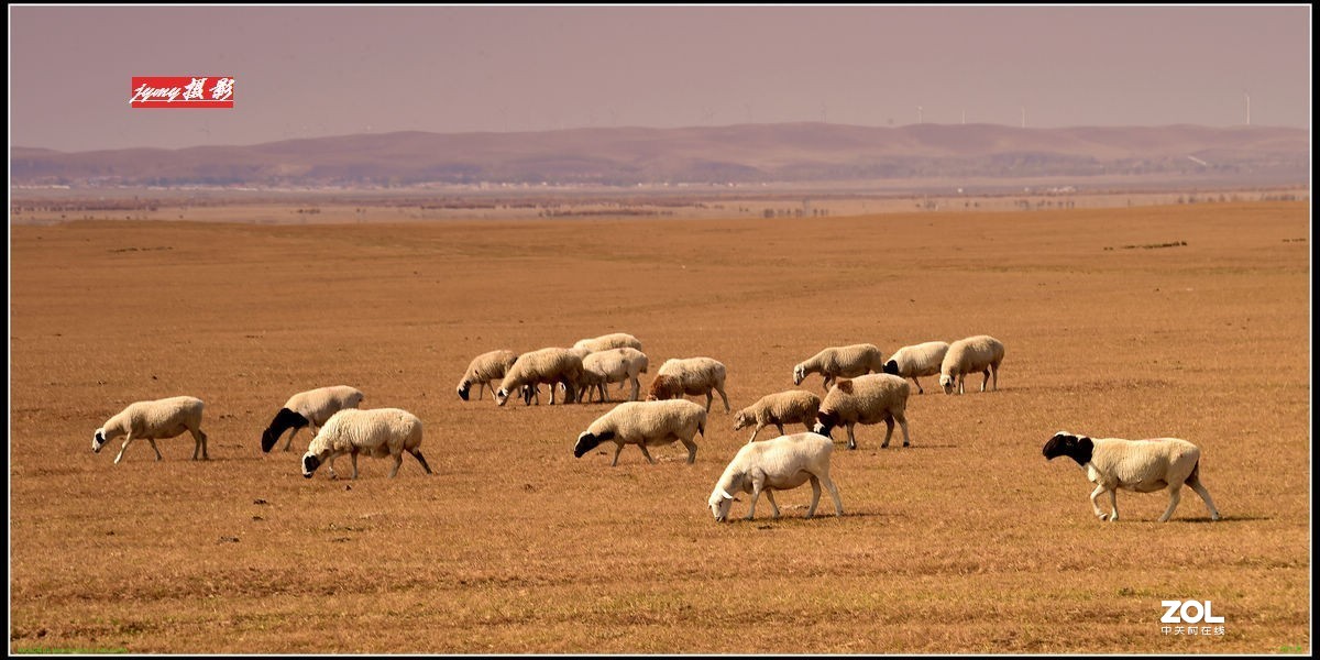 不同时期拍摄的——马、牛、羊