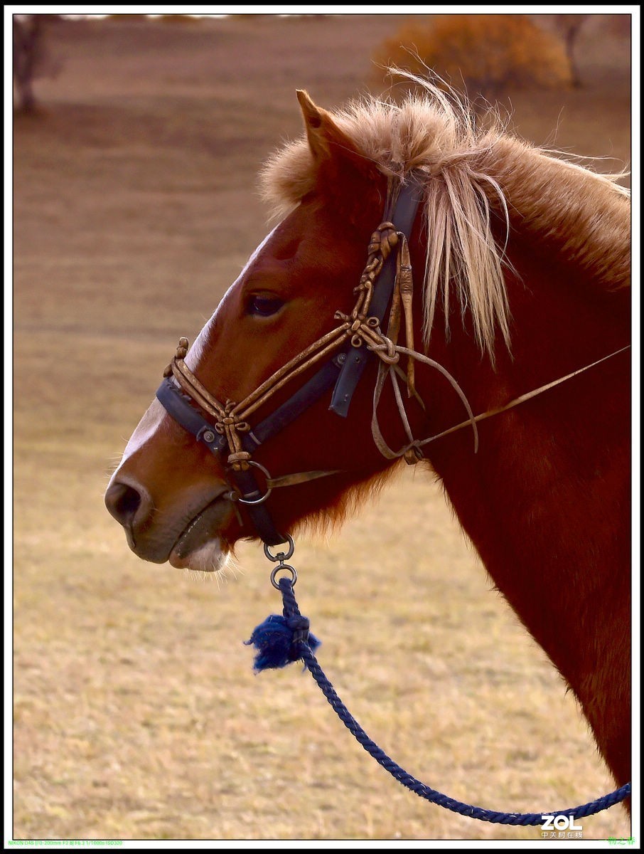 不同时期拍摄的——马、牛、羊