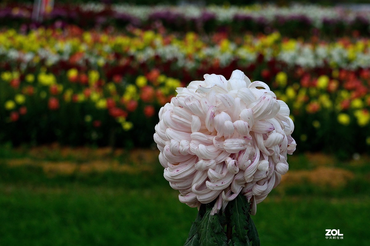 南宁首届菊花文化节--菊花8