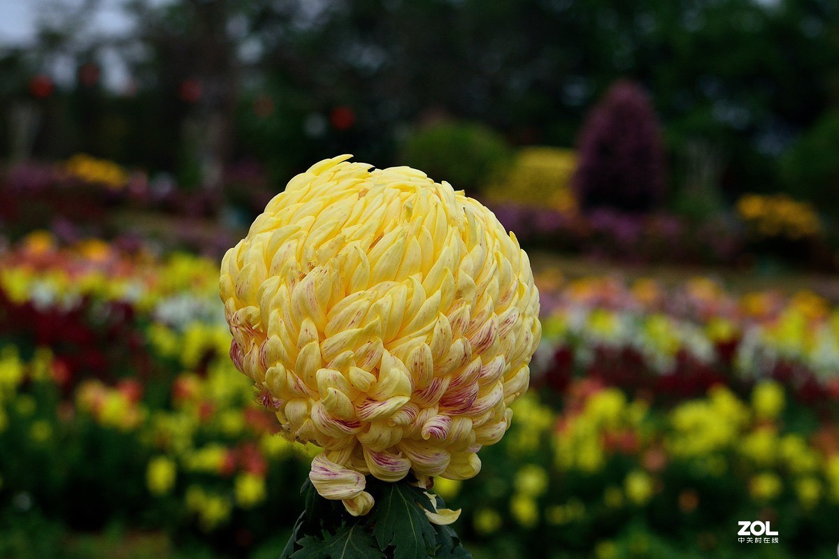 南宁首届菊花文化节--菊花8
