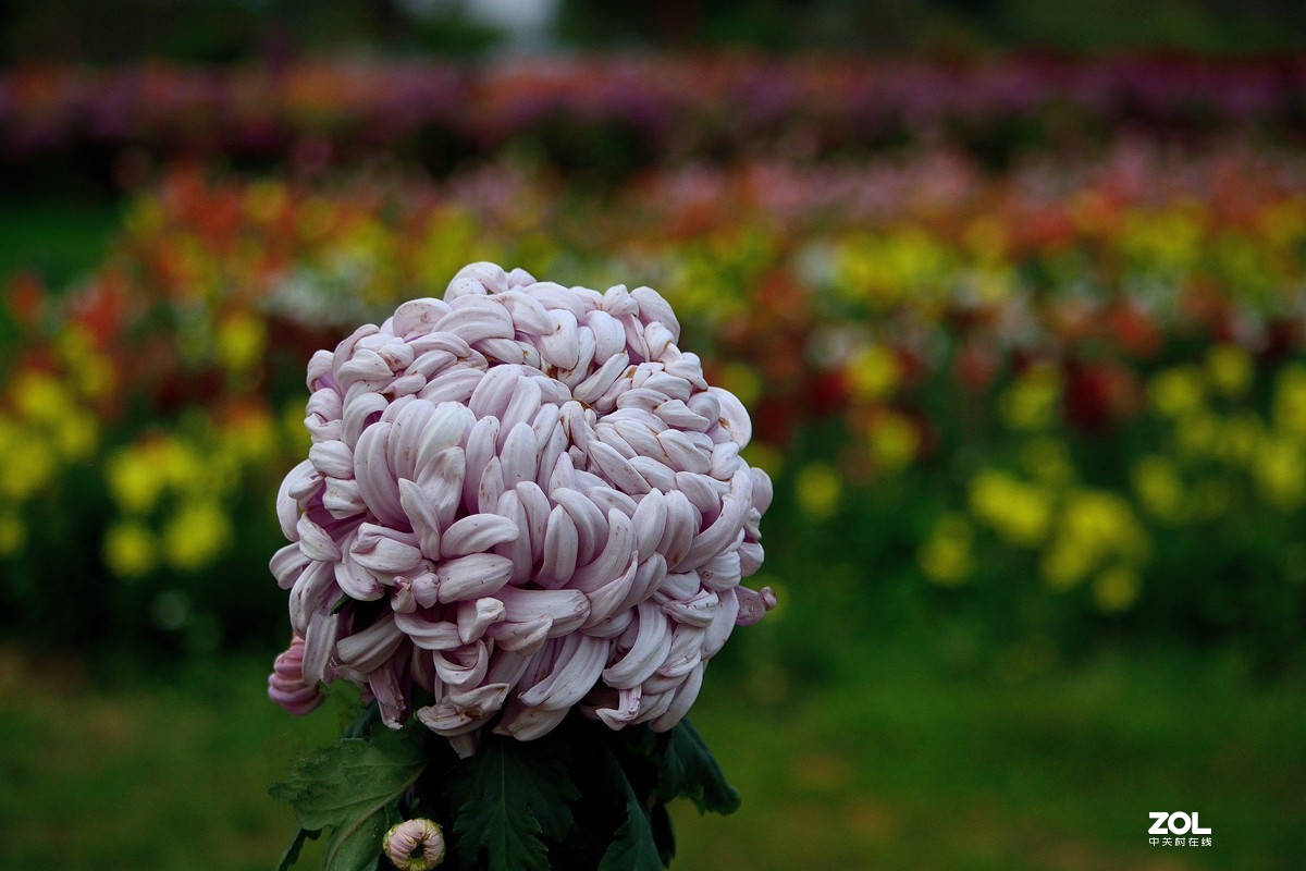 南宁首届菊花文化节--菊花8