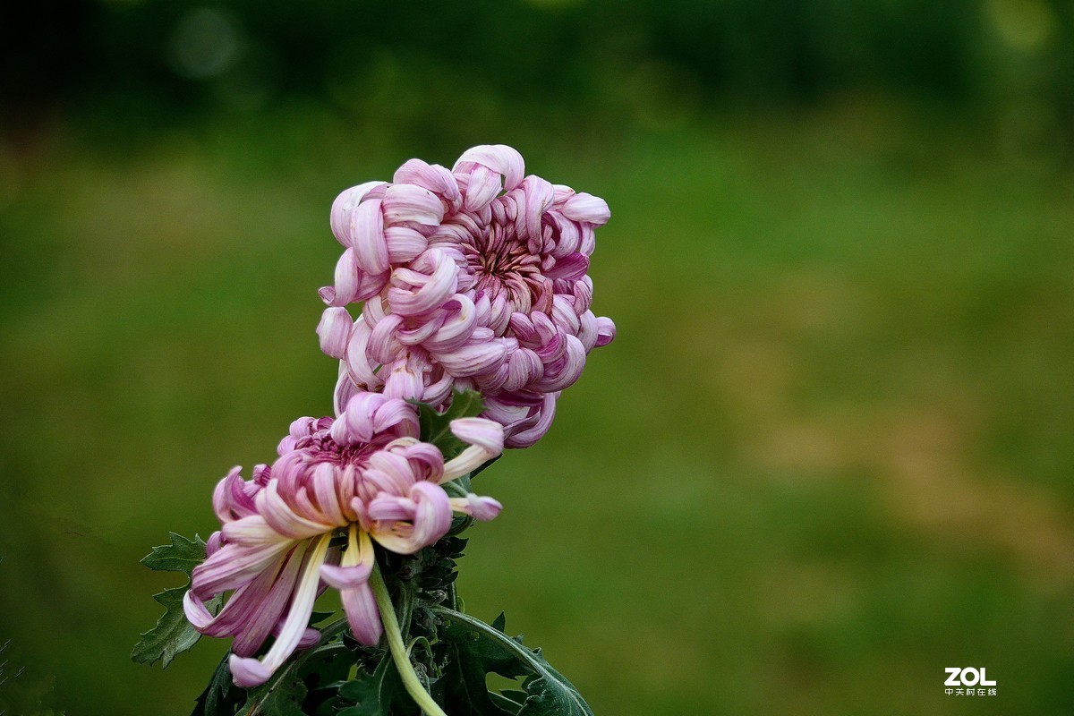南宁首届菊花文化节--菊花8