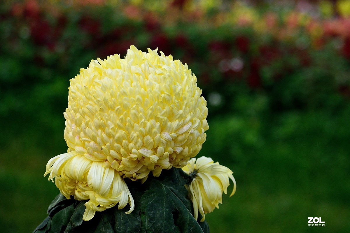 南宁首届菊花文化节--菊花8
