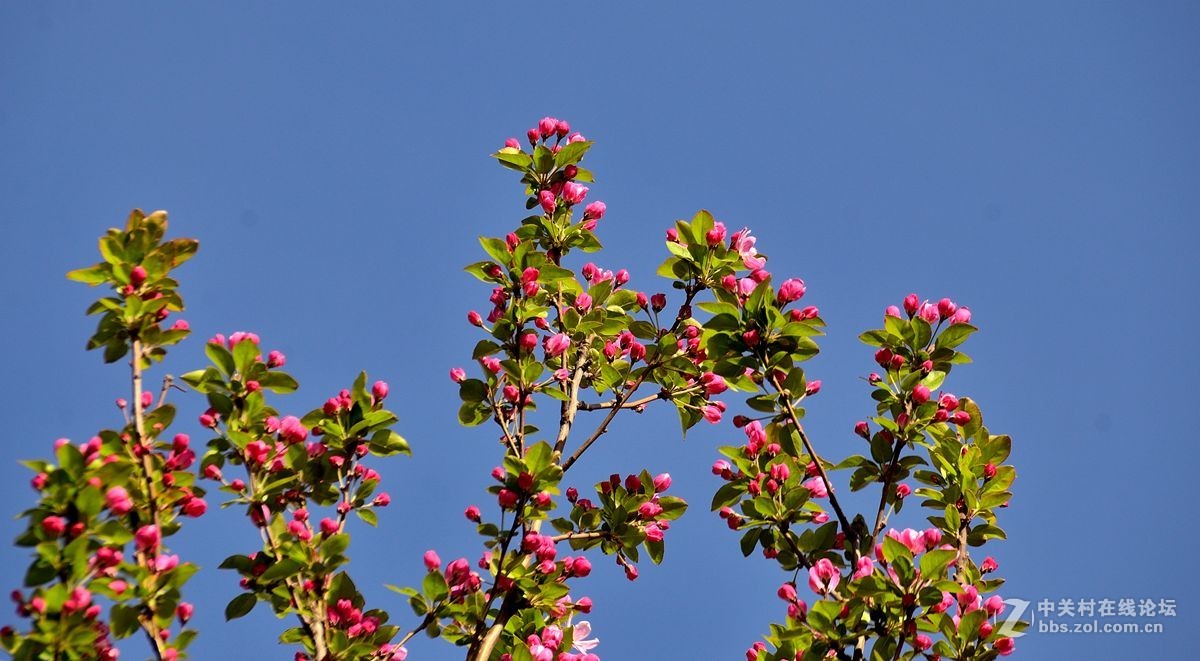 天津长虹公园——海棠花