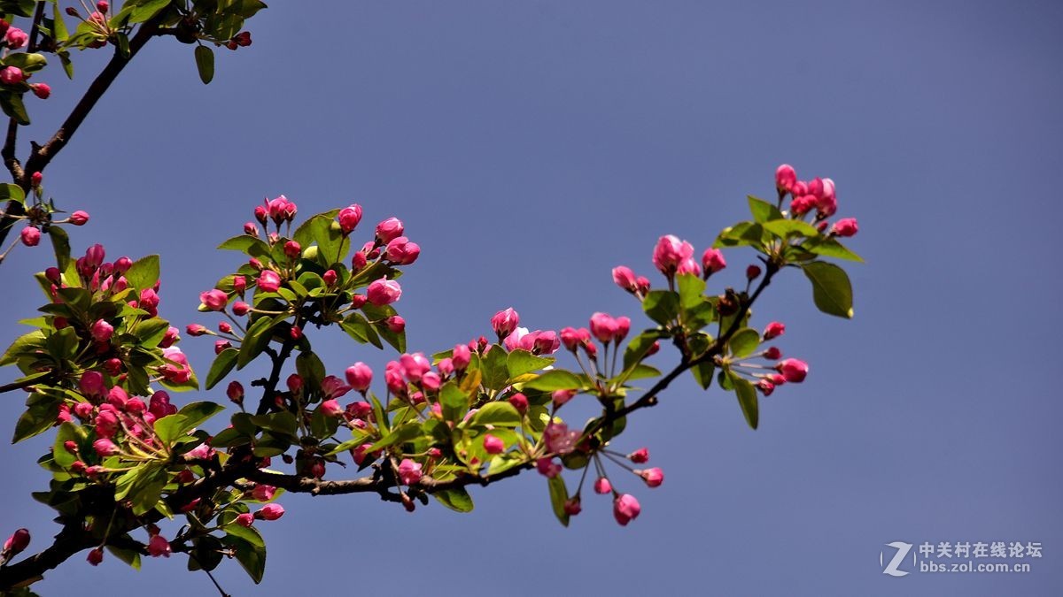 天津长虹公园——海棠花