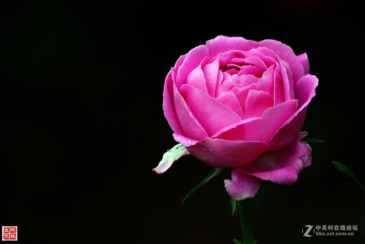 花卉{八}月季花