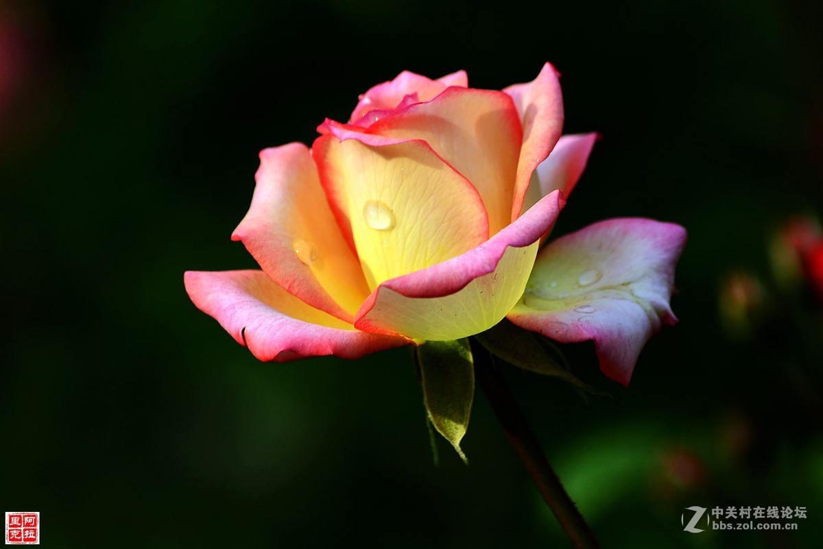 花卉{八}月季花