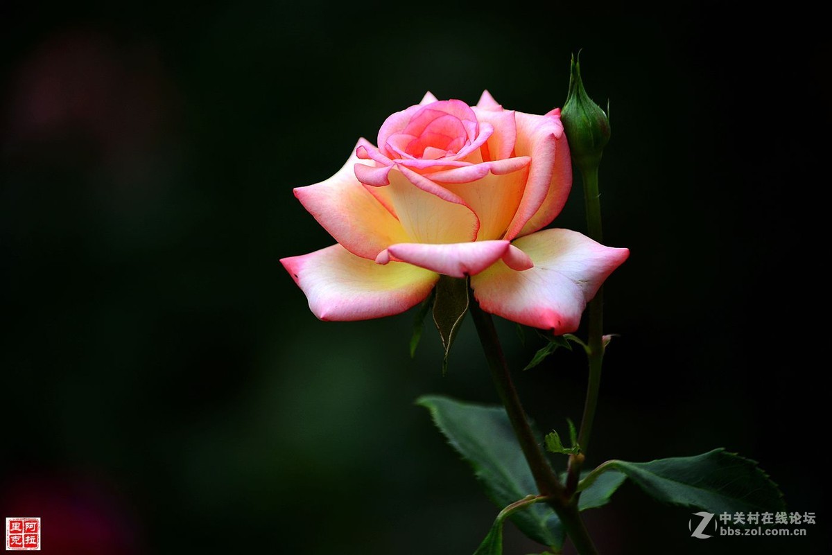 花卉{八}月季花