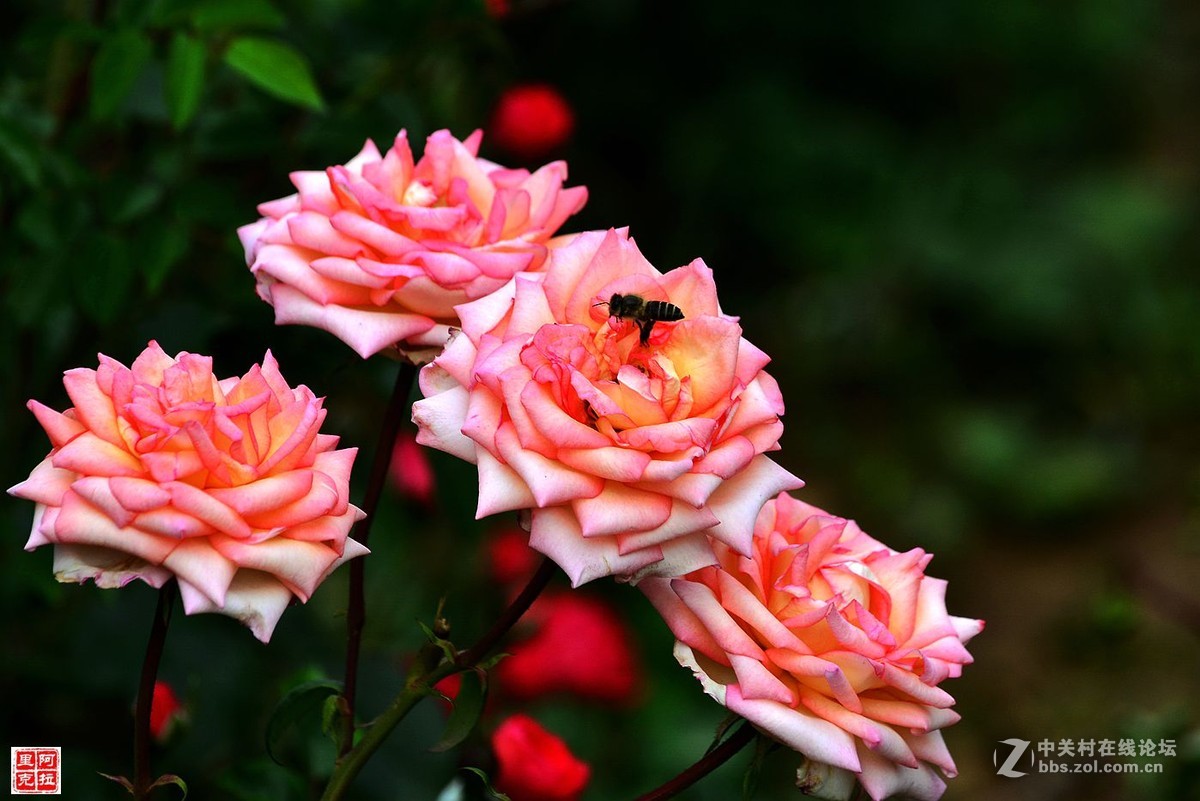 花卉{八}月季花