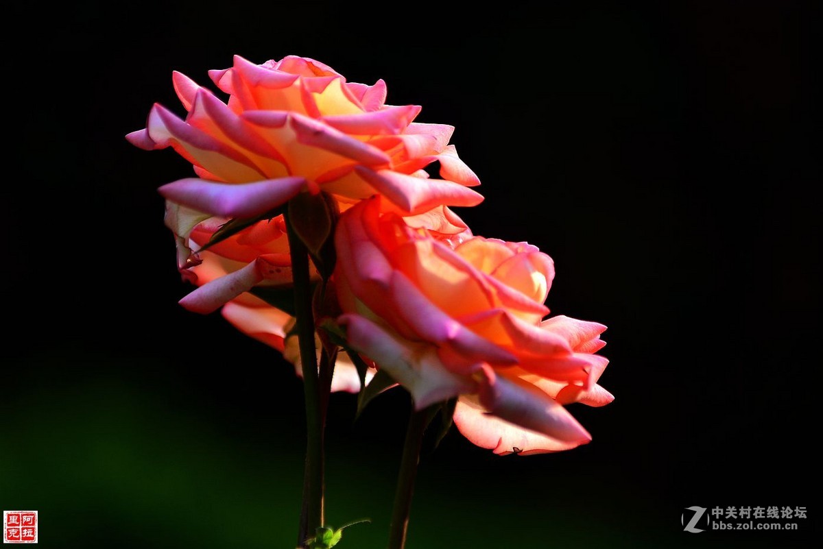 花卉{八}月季花