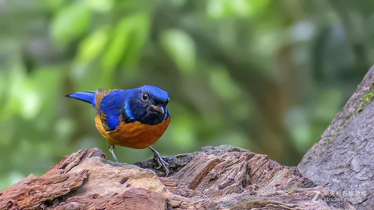 棕腹仙鹟（二）