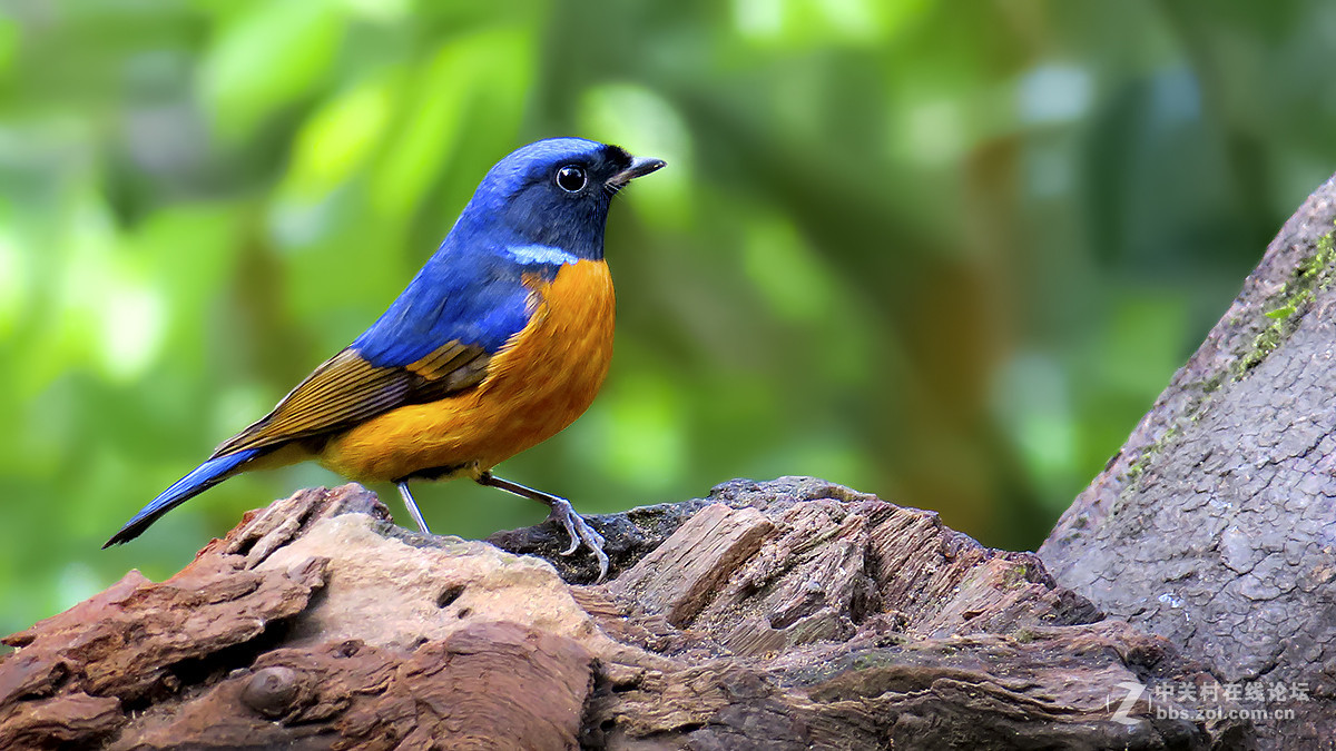 棕腹仙鹟（二）