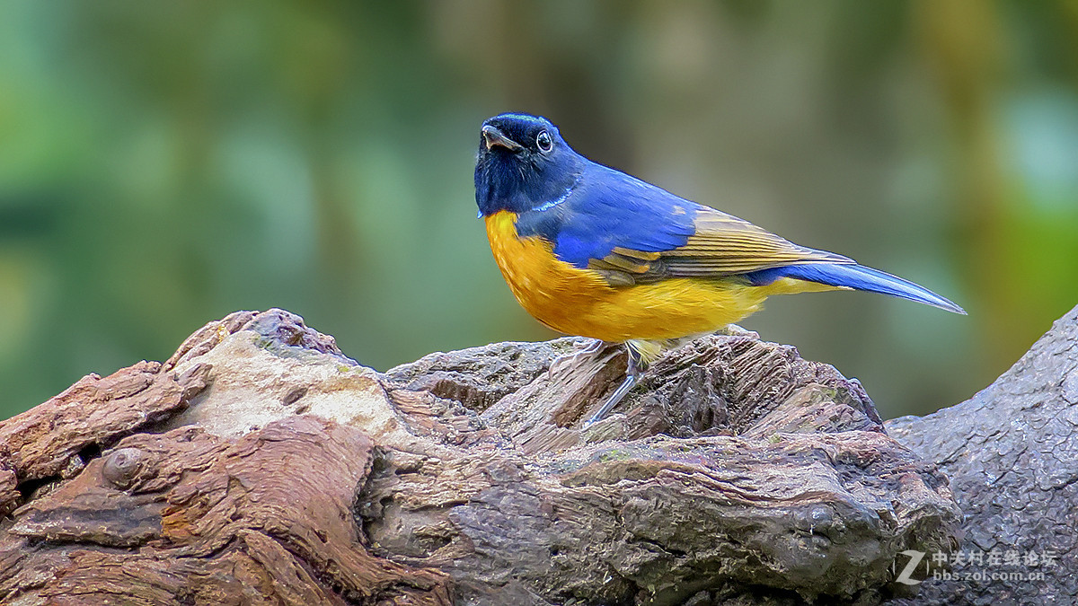 棕腹仙鹟（二）