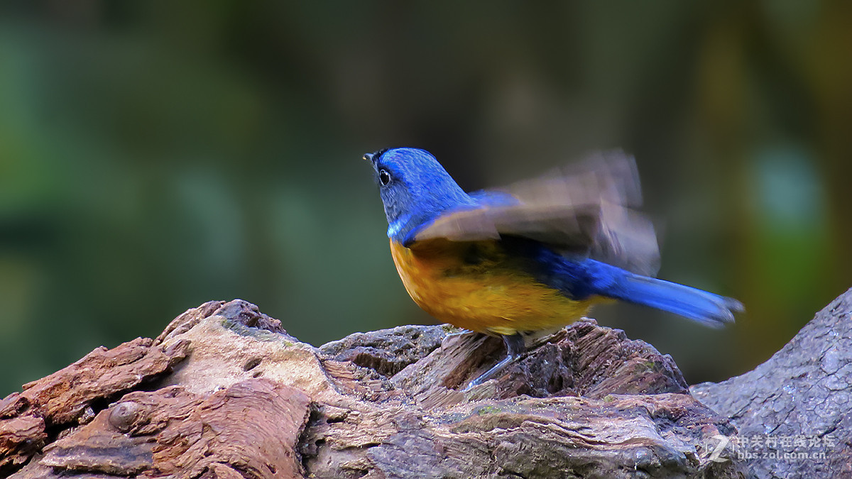 棕腹仙鹟（二）