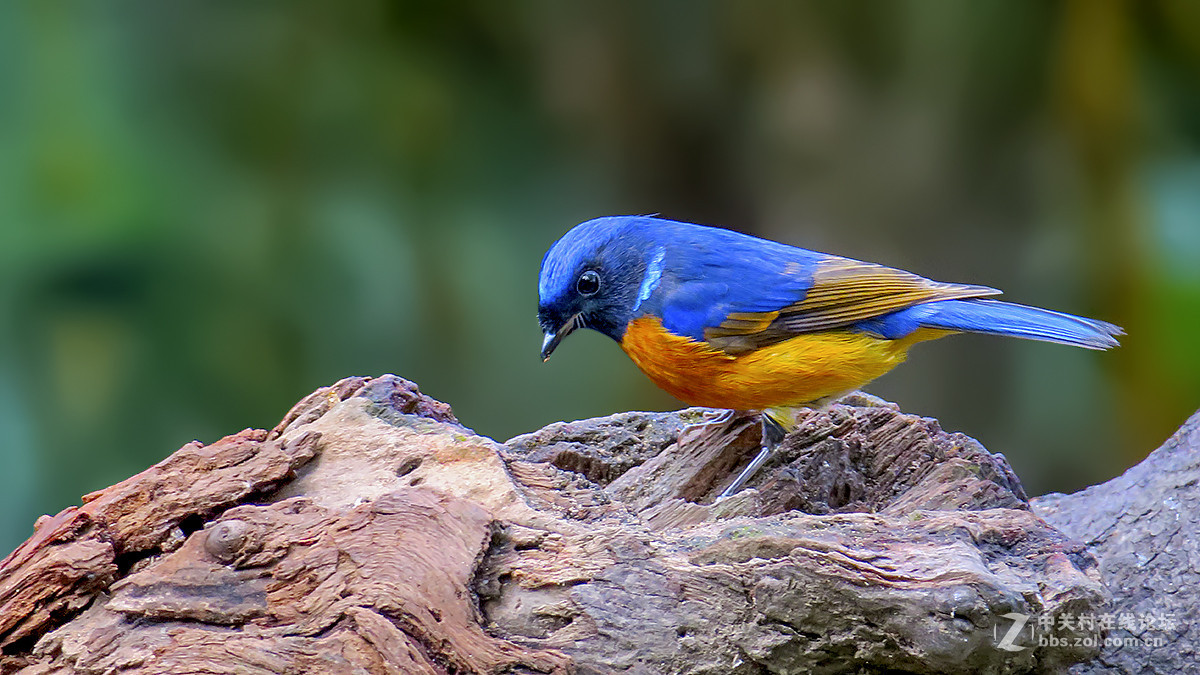 棕腹仙鹟（二）