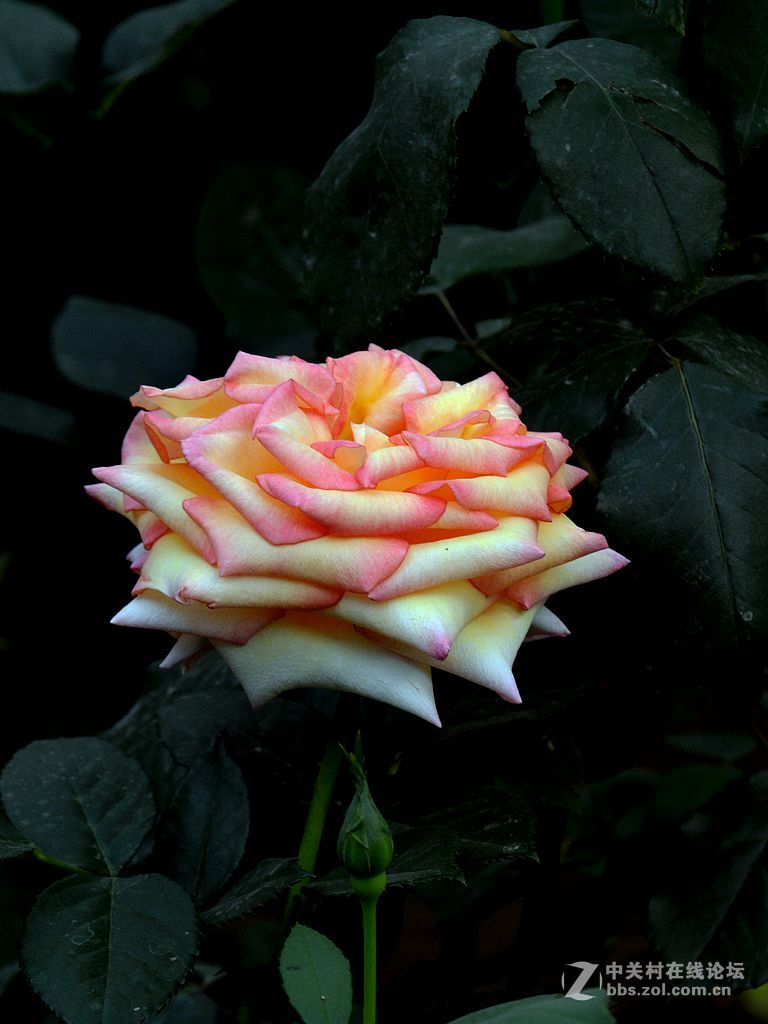 月季花-4