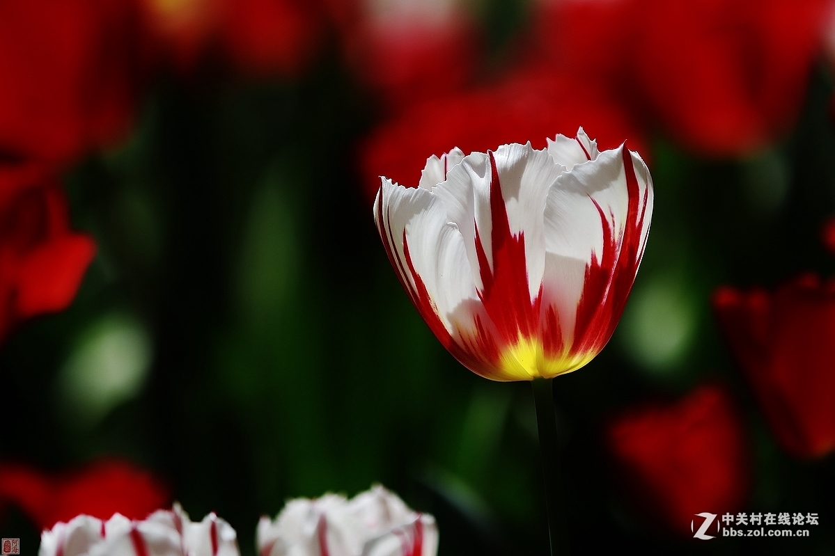 #版主坐堂#《佳能70D摄影星空(中国)》2016年4月份优秀作品选编