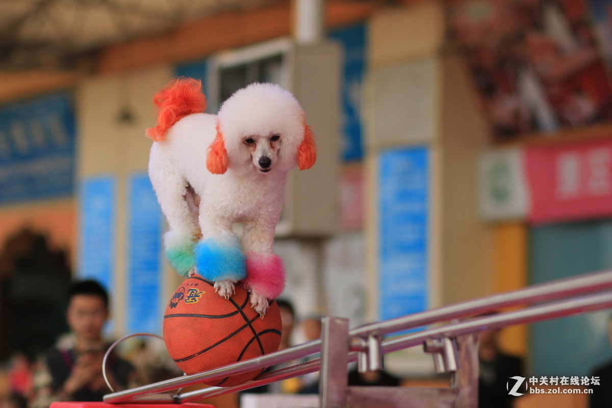 #版主坐堂#《佳能70D摄影星空(中国)》2016年4月份优秀作品选编