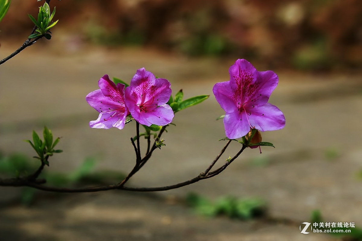 #版主坐堂#《佳能70D摄影星空(中国)》2016年4月份优秀作品选编