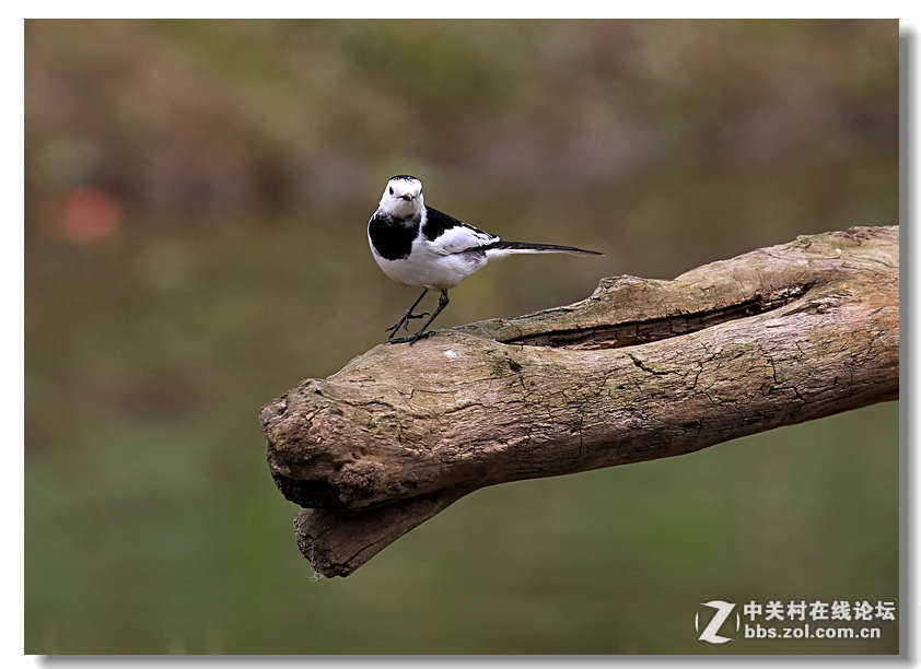 #版主坐堂#《佳能70D摄影星空(中国)》2016年4月份优秀作品选编