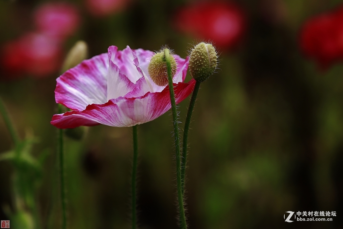 #版主坐堂#《佳能70D摄影星空(中国)》2016年4月份优秀作品选编