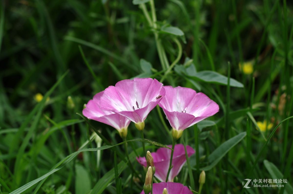 百花盛開野牽牛