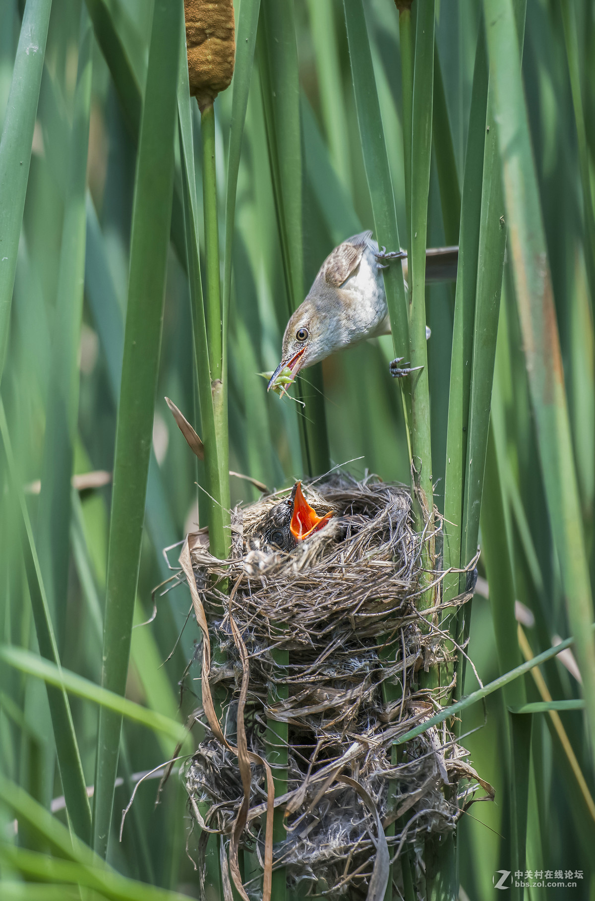大尾莺喂食杜鹃