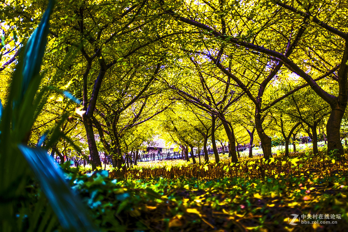 富士X100T的色彩感觉