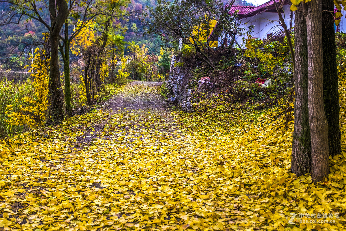 富士X100T的色彩感觉