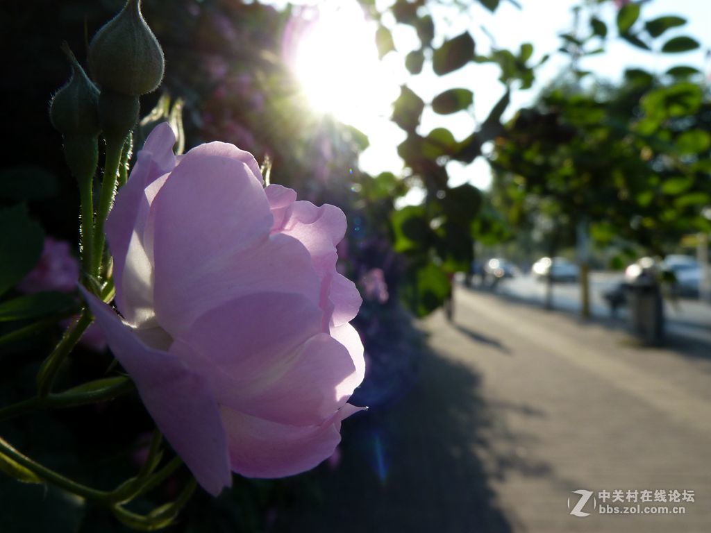 花开时节又逢君