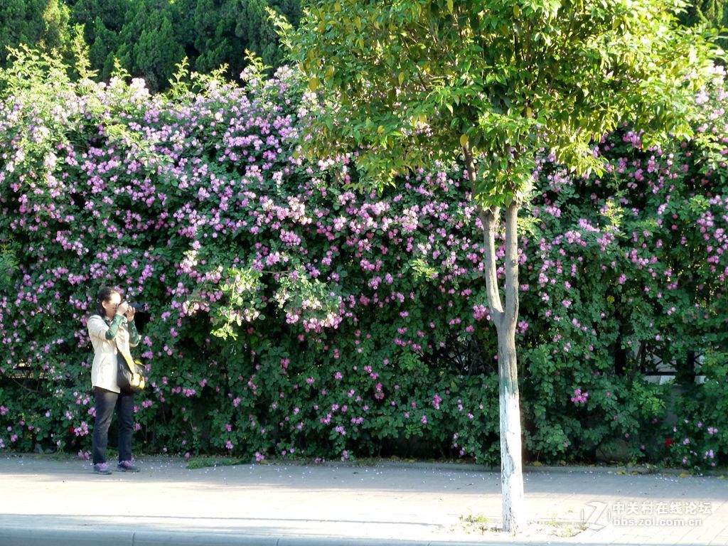 花开时节又逢君
