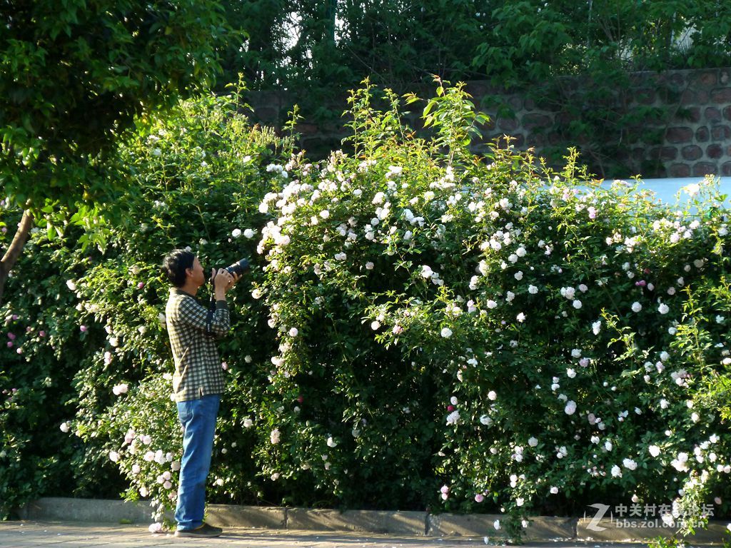花开时节又逢君