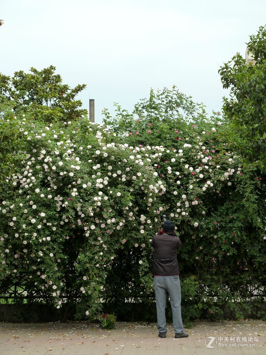 花开时节又逢君