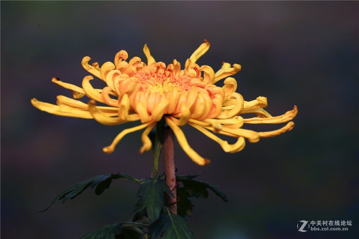 植物園遊蕩6菊花