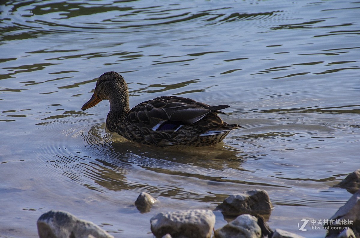 黑山随拍（1）——塔拉河谷大桥与杜米托尔国家公园