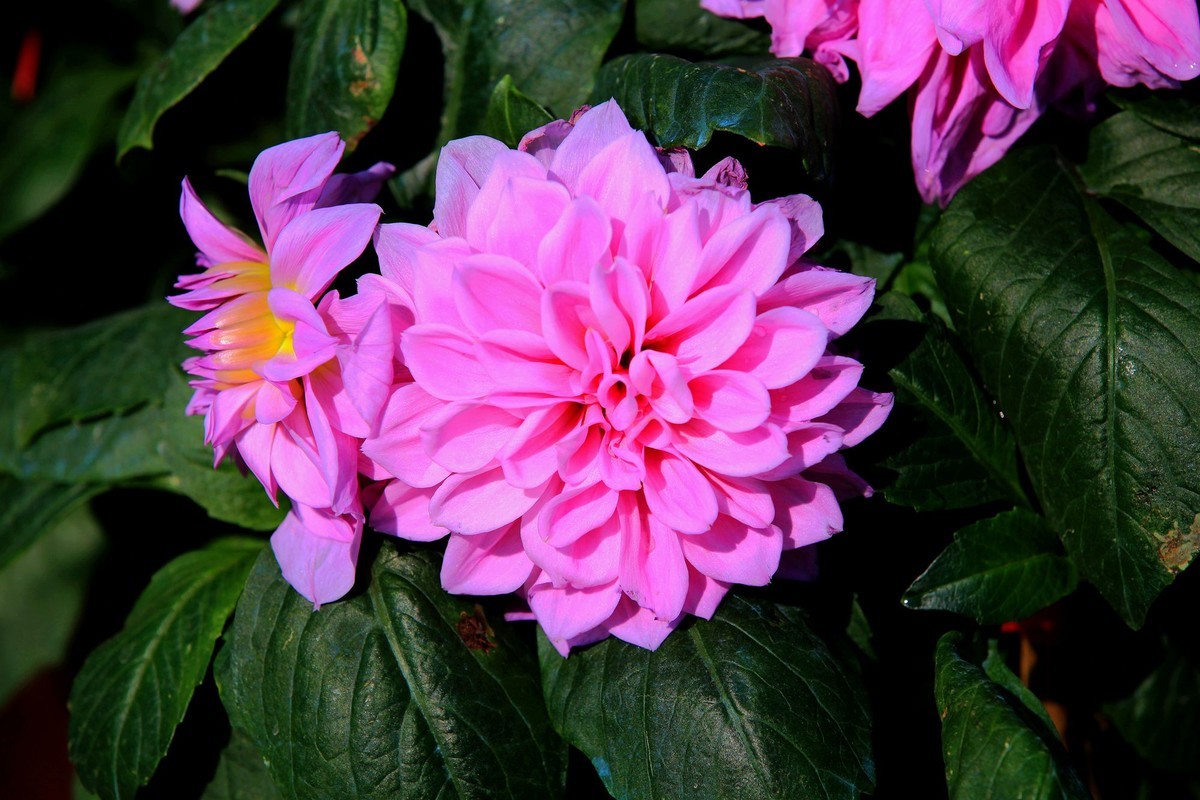 丽花拜新年