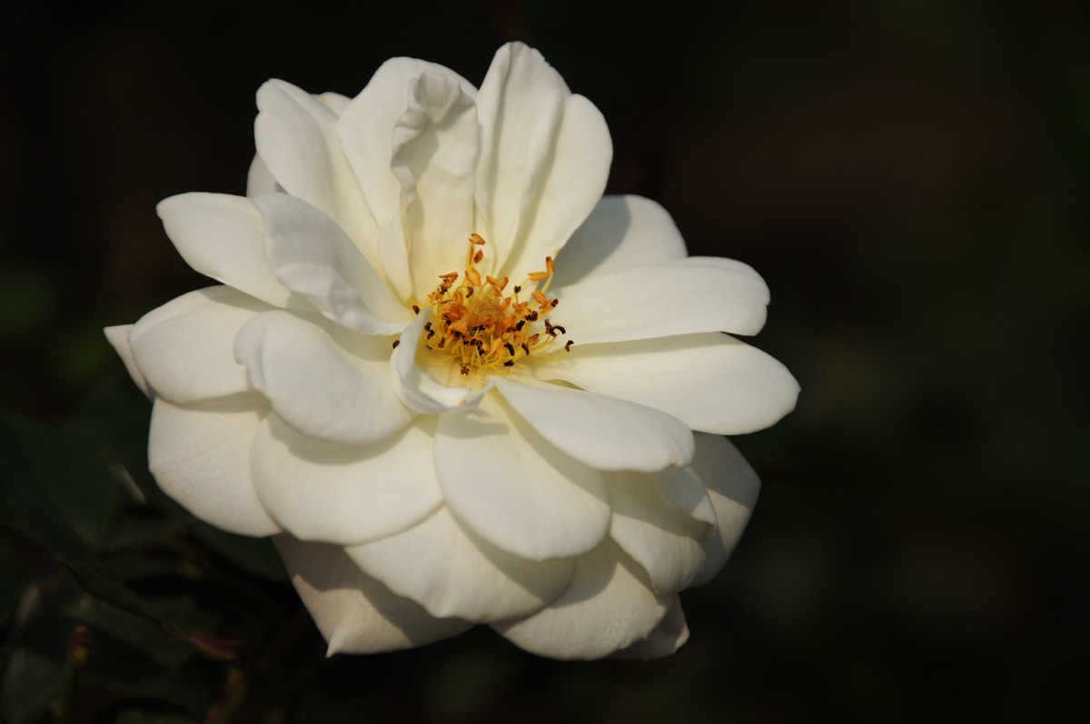 冰山一种白月季花
