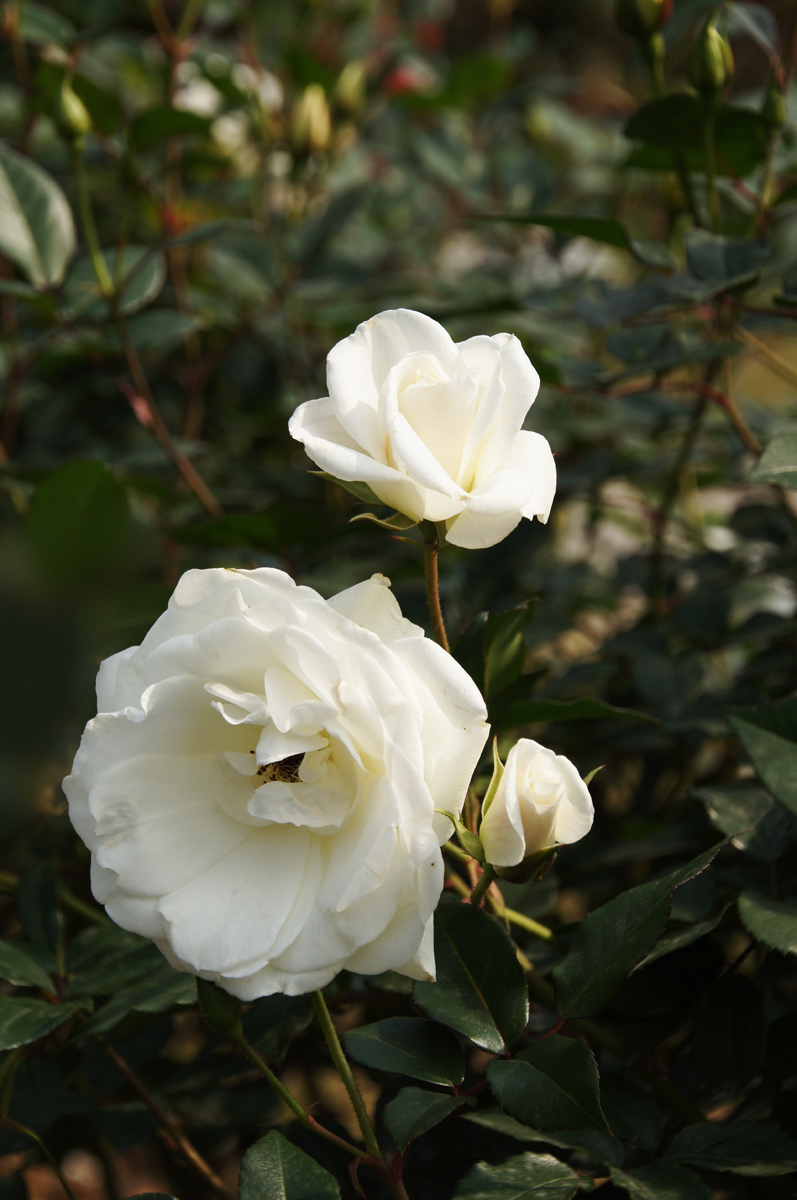 冰山一种白月季花