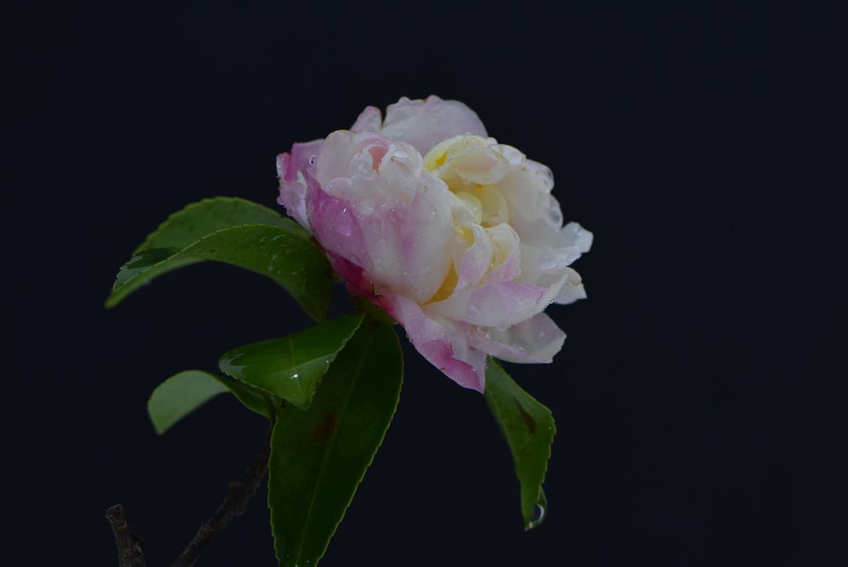 尼康AF-S VR 105mm f/2.8