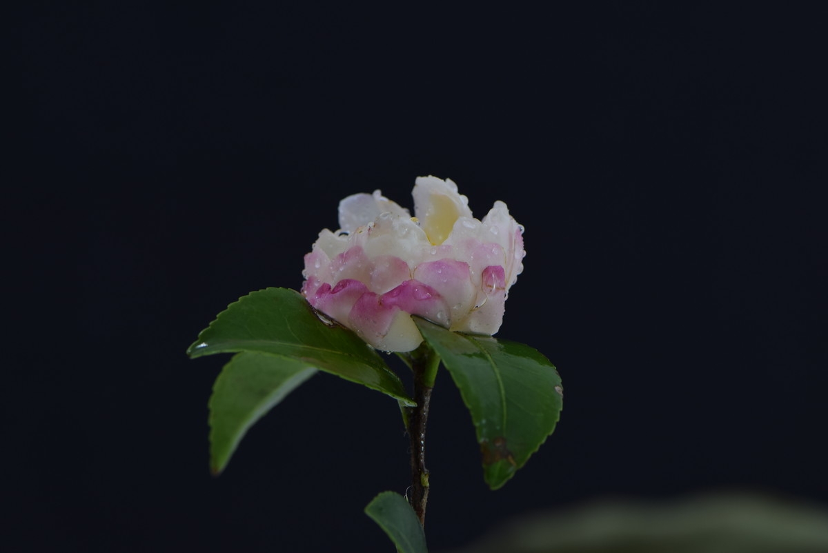 尼康AF-S VR 105mm f/2.8