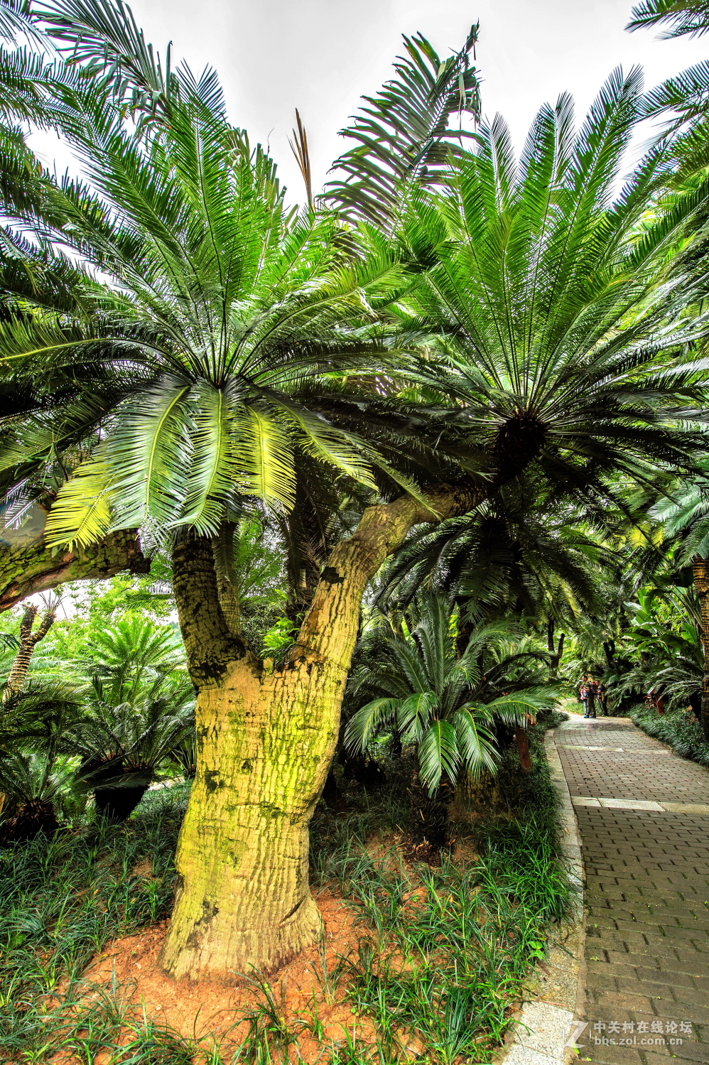 园林风光记实拍摄千年铁树