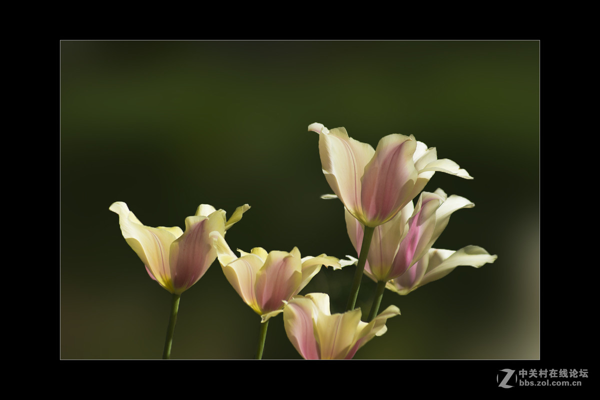 2017植物园郁金香