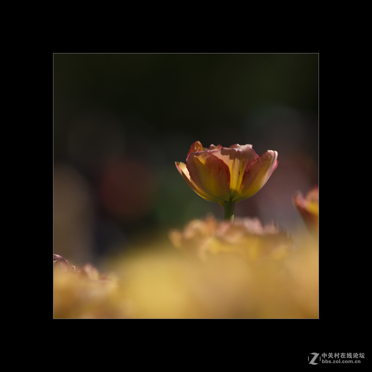 2017植物园郁金香