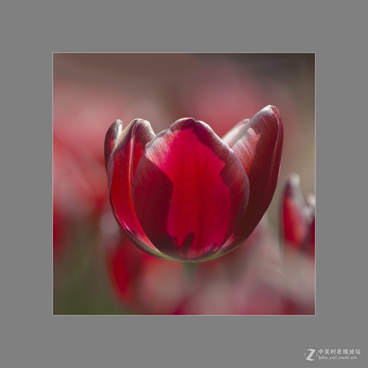 2017植物园郁金香