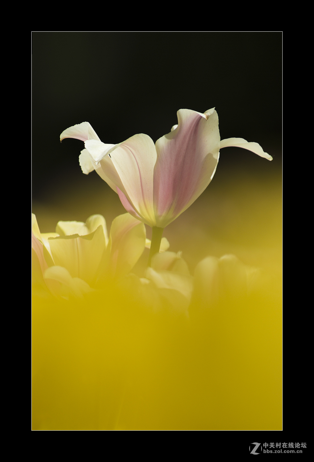 2017植物园郁金香