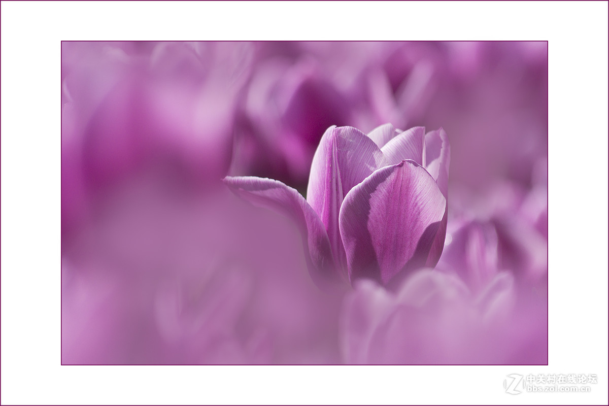 2017植物园郁金香