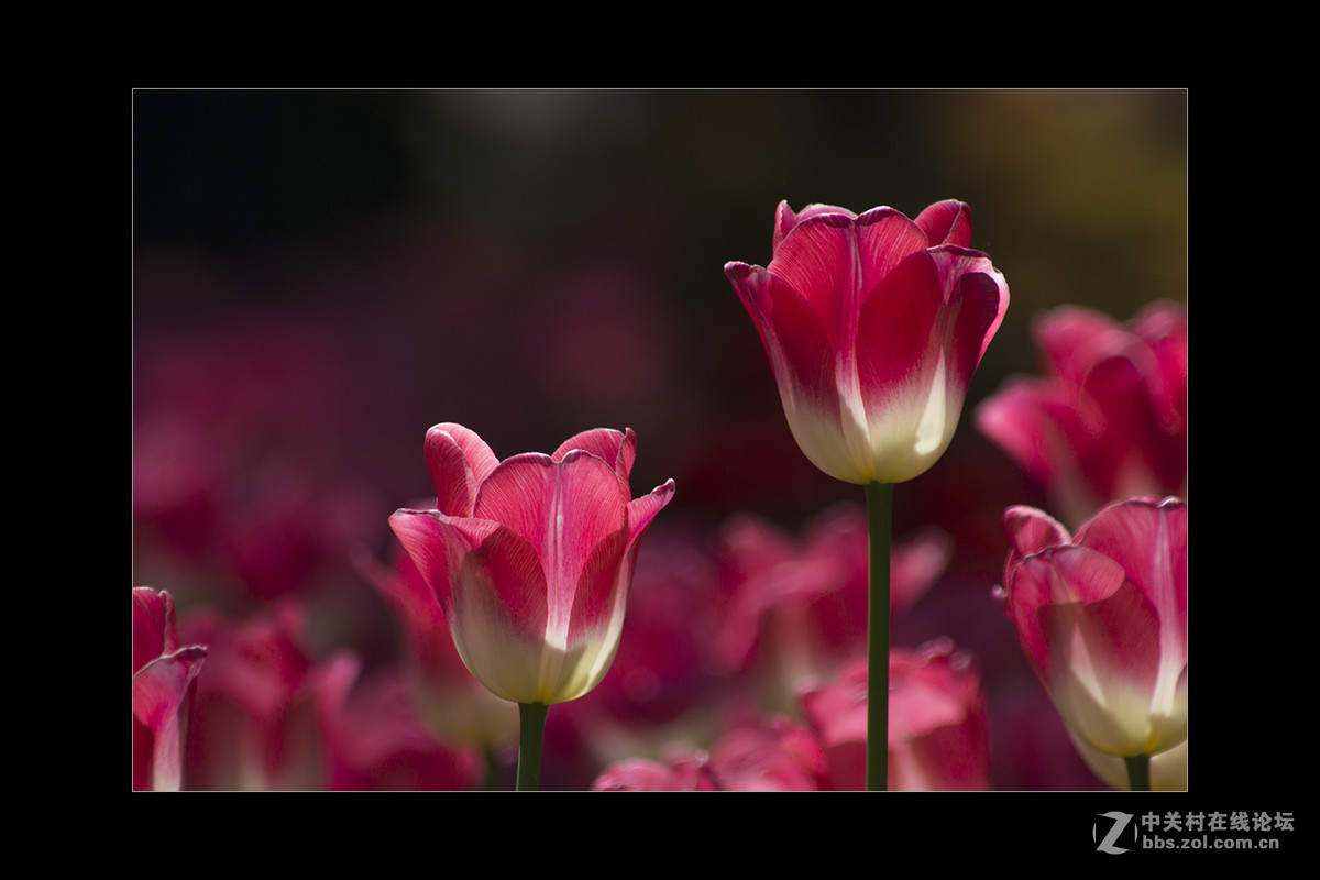 2017植物园郁金香