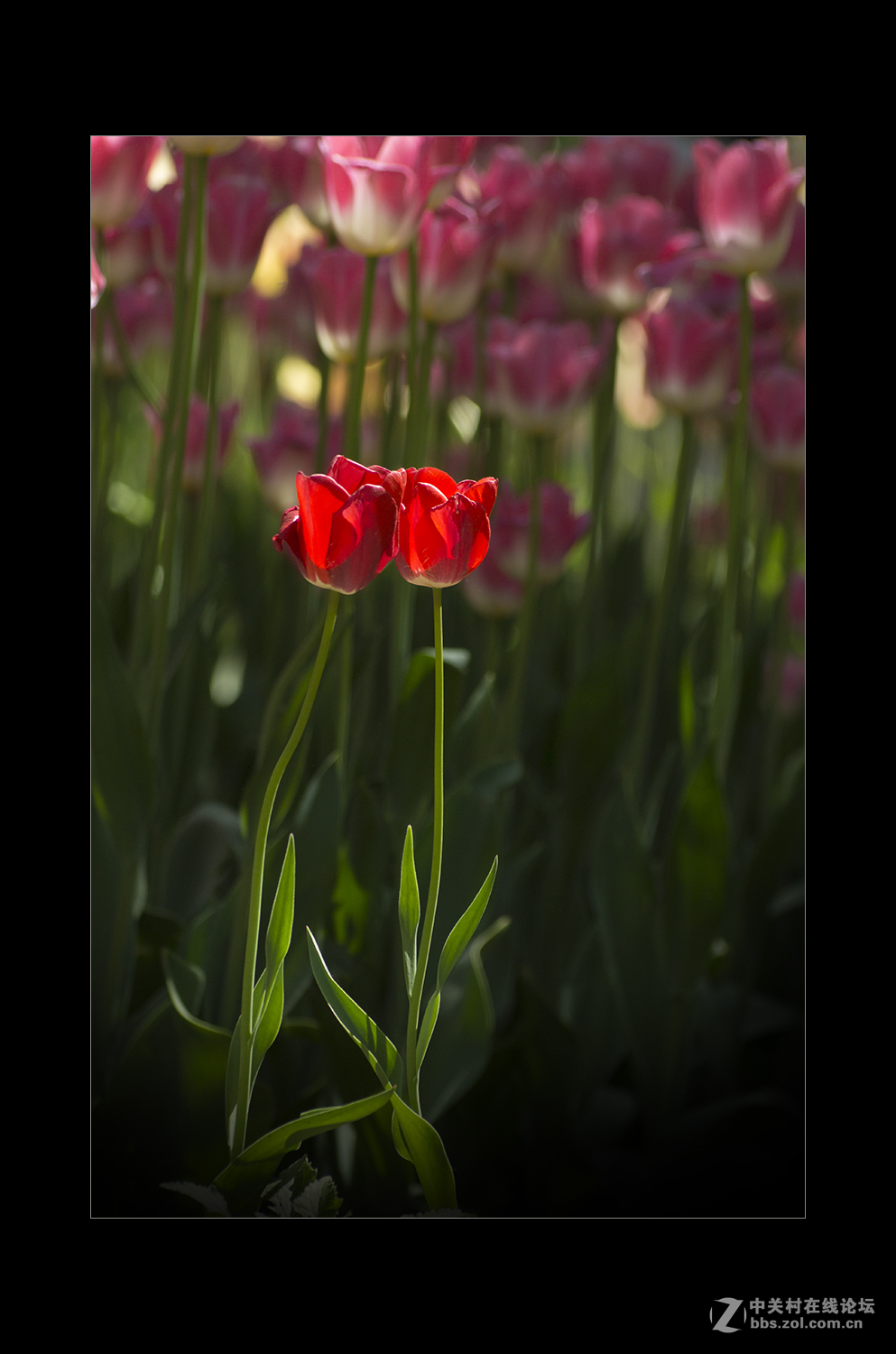 2017植物园郁金香