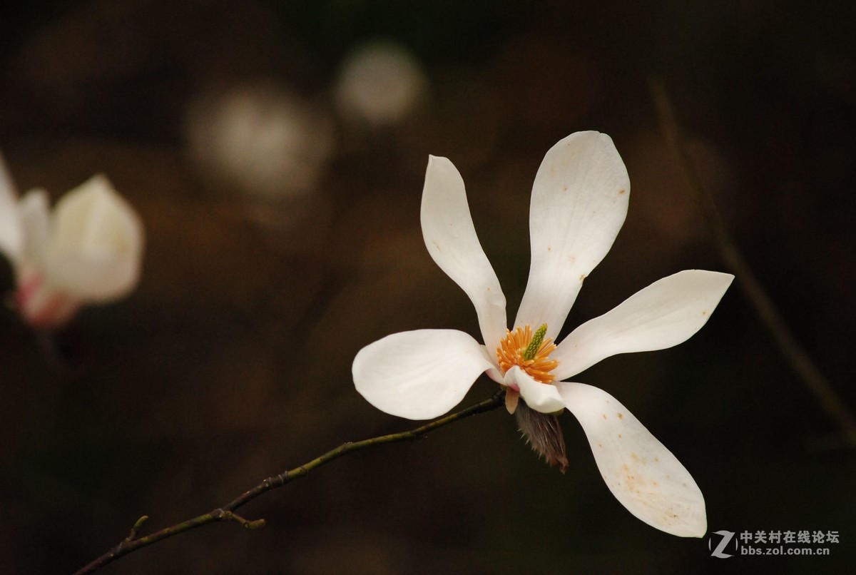 武陵源——花溪